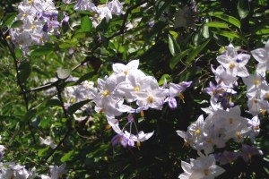 Solanum wendlandii (1200 x 800)